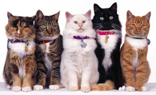 Имена кошек девочек, красивые и редкие клички, как назвать кошку, имя для котят, женское котенка 2022