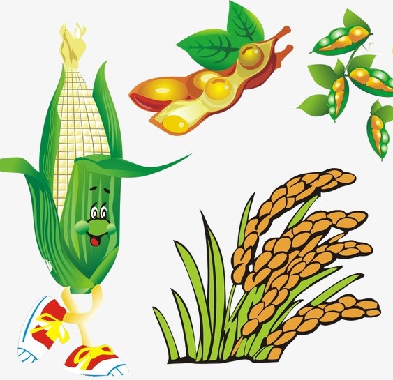 Кукуруза, Соя, Сорго, Сидераты, календарь огородника 2021, лунный посевной