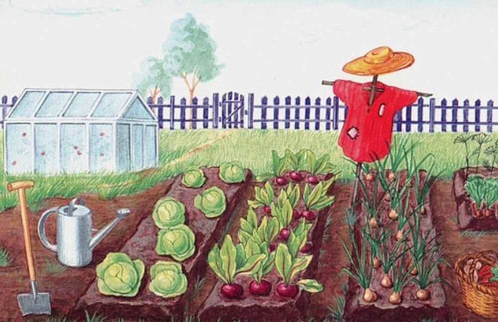 Календарь огородника посевной Кузбасса 2020 лунный, посадка картофеля, капусты, перец, томаты, огурцы, лук, чеснок