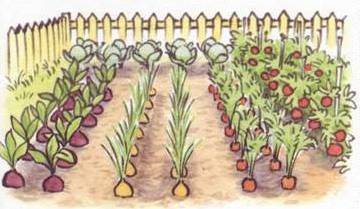 Календарь огородника посевной Волгограда 2020 лунный, посадка картофеля, капусты, перец, томаты, огурцы, лук, чеснок