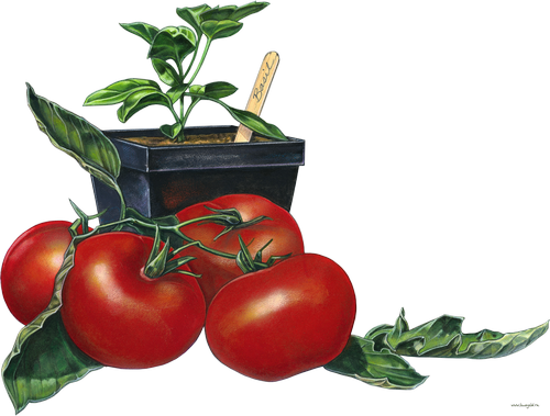 kogda posadit pomidori visadka tomatov 2020