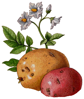 Когда сажать картофель 2020, высаживание картошки, высев