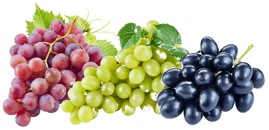 Когда сажать виноград осенью 2019 пересадка