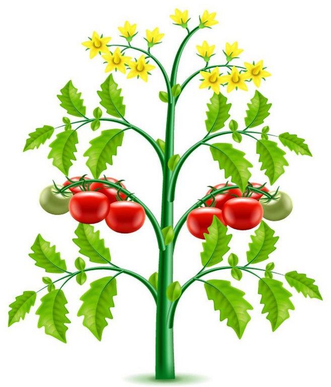 Когда сеять семена и сажать рассаду томатов 2020, высадка помидор, посев и выращивание