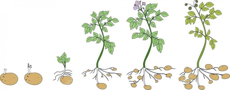 Когда высаживать картофель, посадка картошки в июле 2020 года
