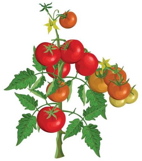 Когда высаживать томаты, посадка помидоров в 2020 году