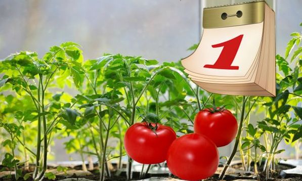 Лунный календарь посева семян помидоров, посадки рассады томатов 2020 года