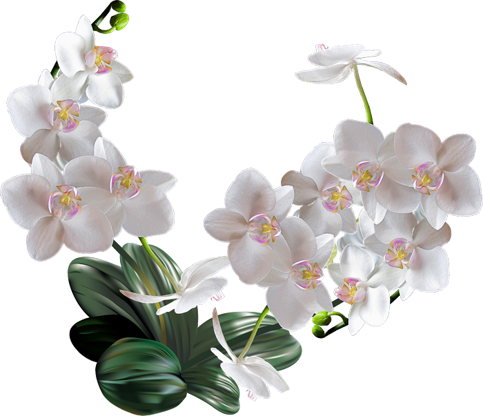 Пересадка орхидей в домашних условиях 2020 посадка, дни сажать, календарь зимы, весны, лета, осени