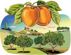 Посадка абрикосов в 2024 молодых саженцев, благоприятные дни, календарь пересадки, обрезки