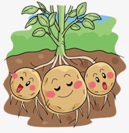 Посадка картофеля март 2020, когда лучше сажать картошку