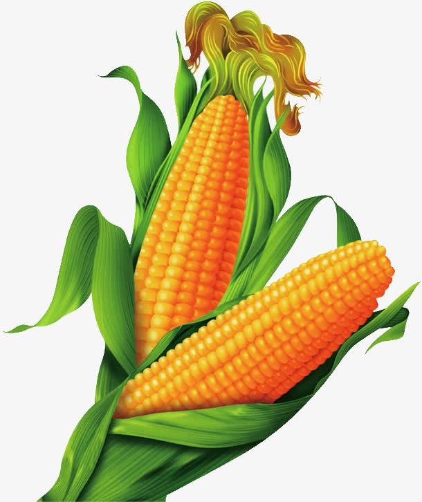 Посадка кукурузы, посев, сажать в марте, апреле, мае, июне, календарь лунный, благоприятные дни весны, лета и осени