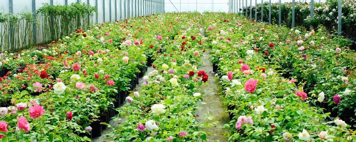 Посадка роз в теплицу 2019 сажать кусты, высаживать розы