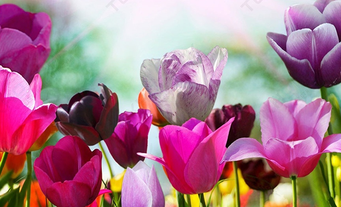 Посадка тюльпанов 2020 сажать тюльпаны весной и осенью под зиму, луковицами летом в открытый грунт