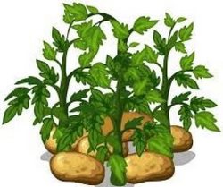 Посев картофеля семенами 2024 сажать картошку в благоприятные дни, клубнями по календарю