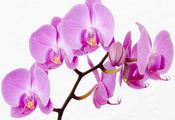 Посев Орхидея семенами 2024 сажать благоприятные дни, календарь сеять семена