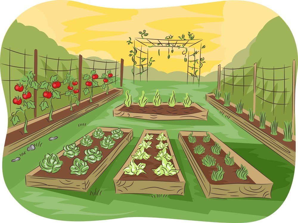Посев семян в июне 2020 семена томаты, капуста, перец, огурцы, баклажан, морковь, кабачки, тыквы
