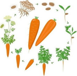 Посев семян моркови 2024 на рассаду, благоприятные дни сеять помидоры в грунт, теплицу