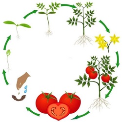 Посев семян томатов 2024 на рассаду, благоприятные дни сеять помидоры в грунт, теплицу