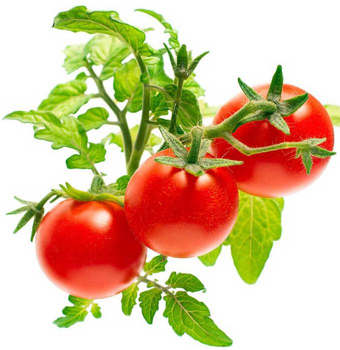 Посадка томатов в Юге России 2020, посев семян помидор, когда сеять