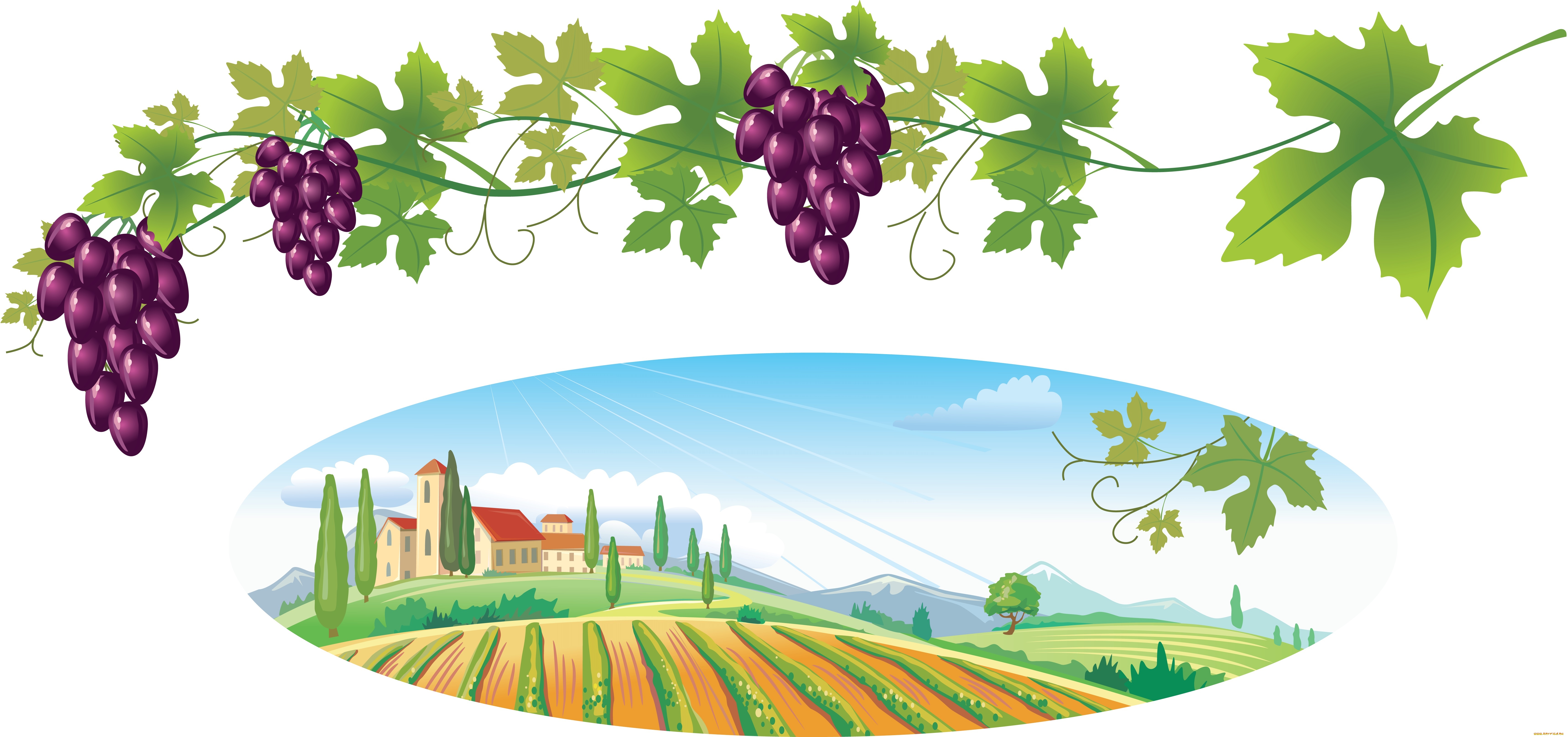 Сажать виноград летом лунный календарь 2019
