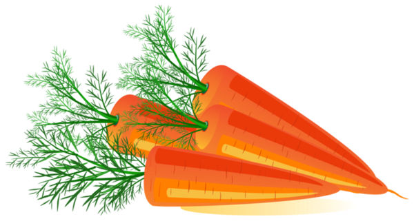 Семена моркови, когда сеять морковь семенами в Украине 2020