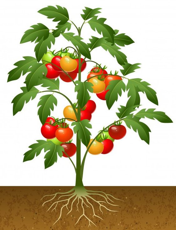 sroki sajat pomidori 2020 luchshie dni visadki tomatov v grunt