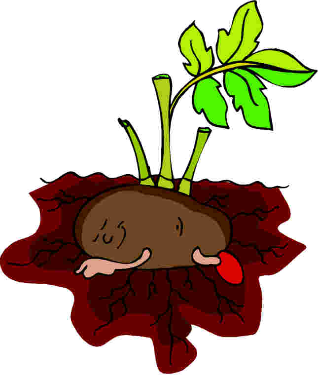 Высаживать картофель весной, когда посадка картошки благоприятна