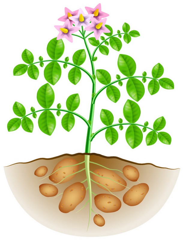 Высаживать картофель лунный календарь апрель 2020, высадка в хорошие дни сажать картошку