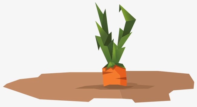 Высаживать морковь 2019 когда высадка весной, летом, осенью, зимой