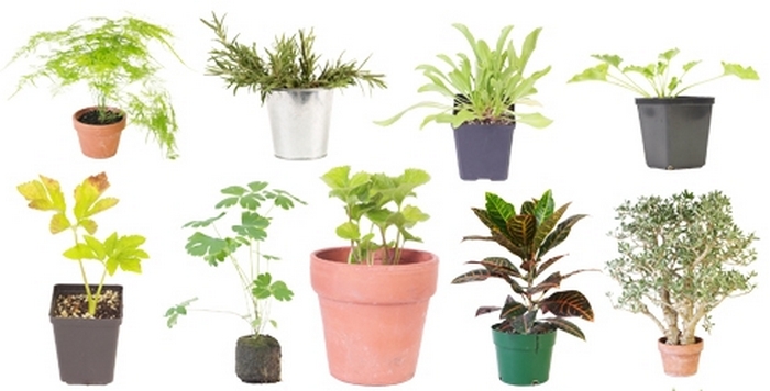 Комнатные растения для маленьких горшков фото и названия