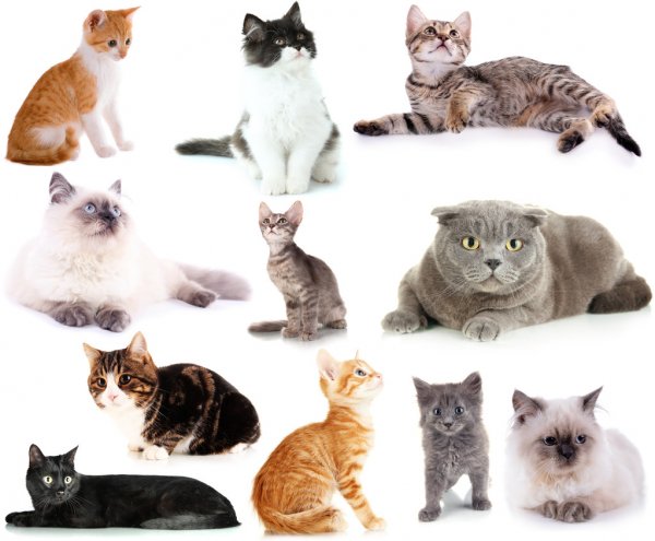 Имена для котов мальчиков, красивые клички черных, рыжих, серых, белых кошек, редкие котятам, русские, прикольные 2024