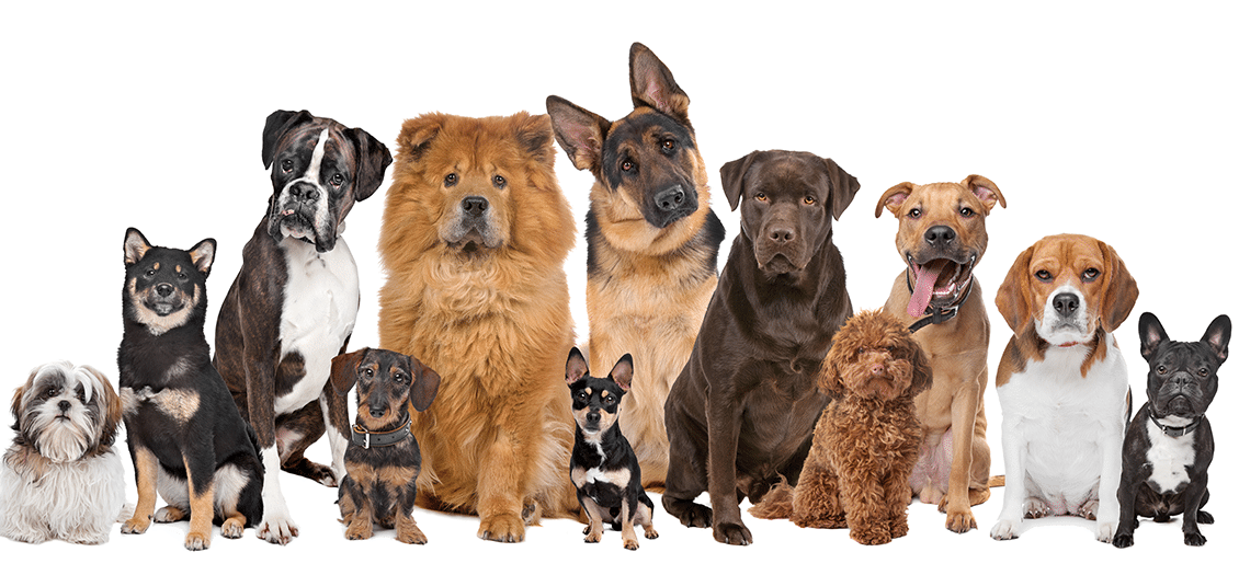 Имена для собак мальчиков, красивые клички, легкие, маленьких и больших пород, значение щенка 2021