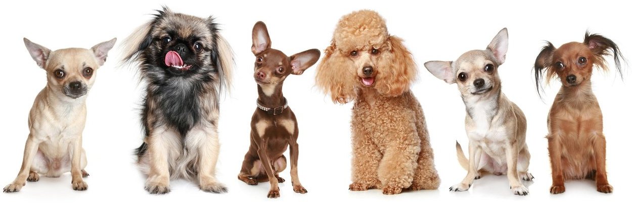 Красивые имена для маленьких собак, легкие и модные 2025