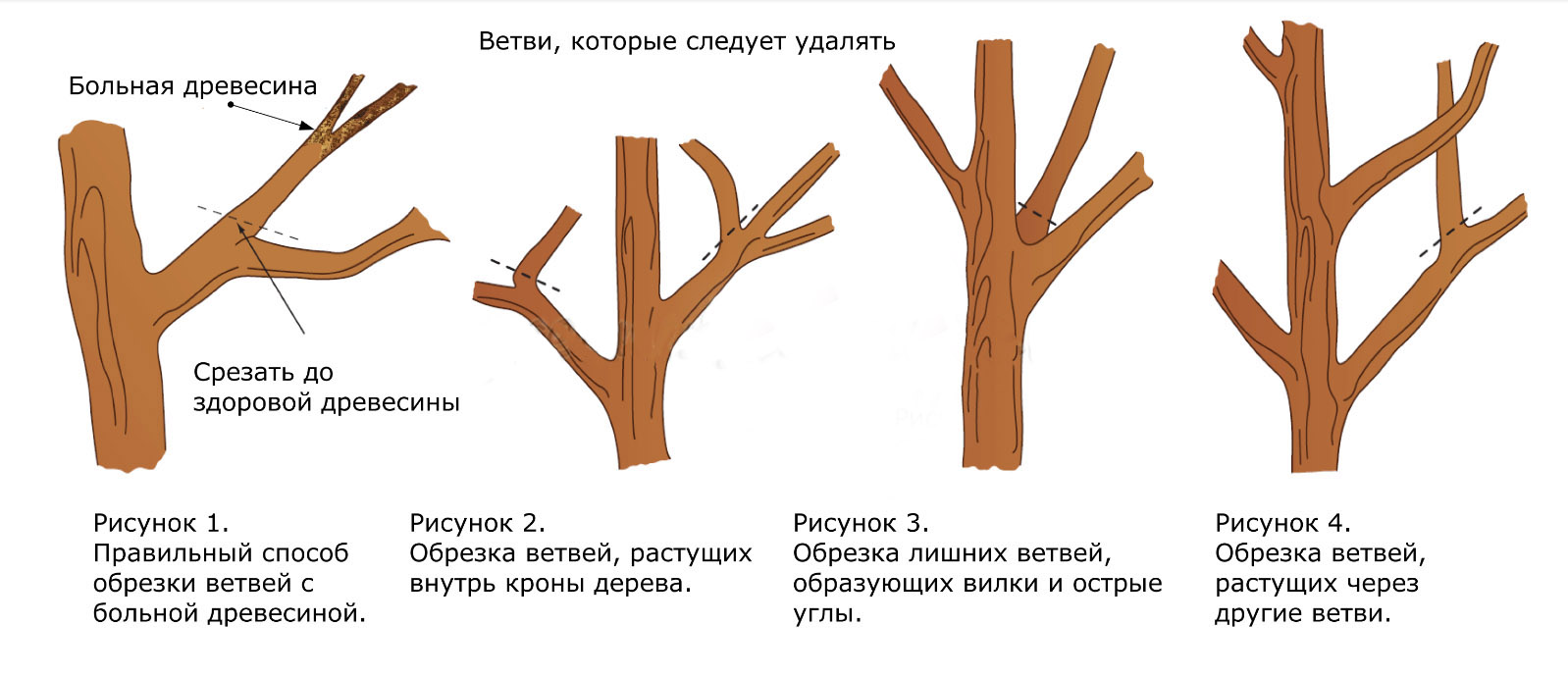 Схема подрезки плодовых деревьев