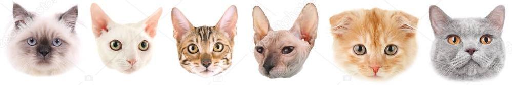Очень красивые и редкие клички-имена кошечек, лучшие кошкам 2024
