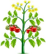 Пикировка рассады томатов 2023 календарь, благоприятные дни в феврале, марте, апреле, мае, июне