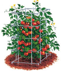 Посадка рассады томатов 2019 когда сажать рассаду