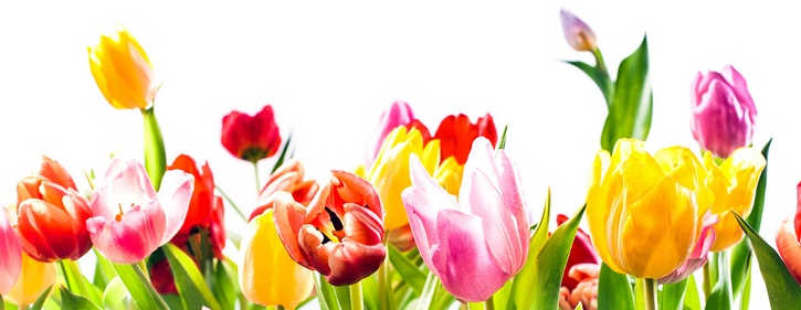 Сажать тюльпаны в благоприятные дни марта 2019 года