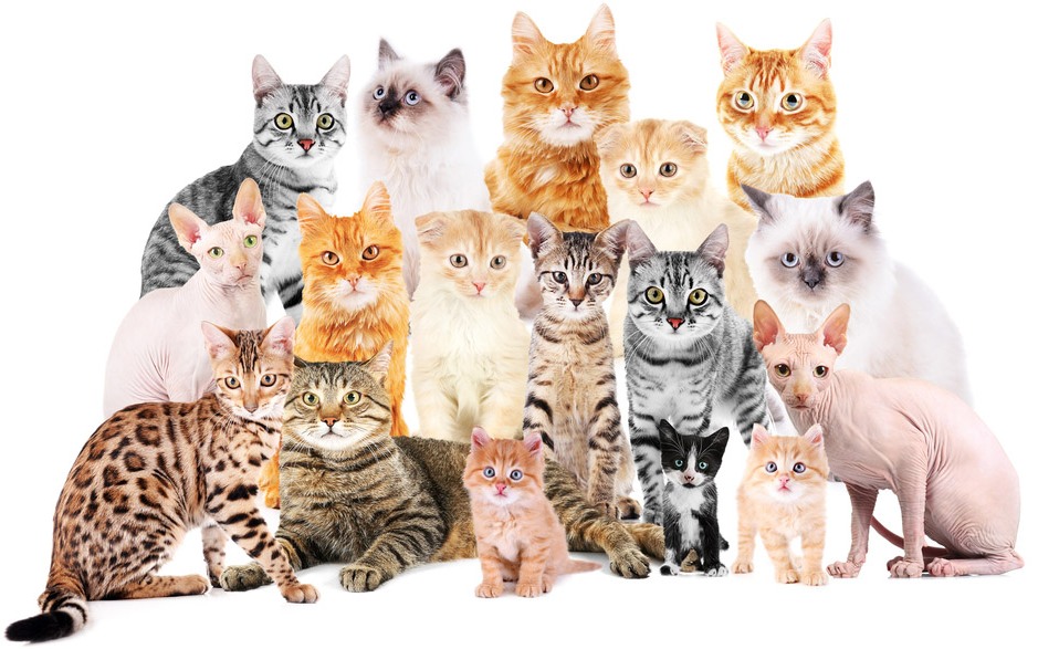 Самые красивые клички кошкам девочкам, редкие имена котятам 2024