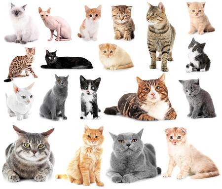 Самые красивые клички кошкам девочкам, редкие имена котятам, имя со значением, какое женское дать кошке, список прозвищ по алфавиту 2025