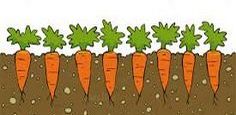 Высаживать морковь 2020, посадка морковки в благоприятные дни