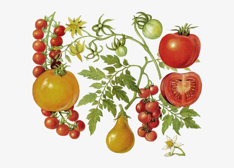 Высаживать помидоры 2020, посадка томатов в благоприятные дни